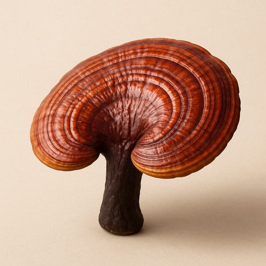 Beneficios del Betaglucano de Ganoderma: El Poder Inmunológico del Hongo Reishi